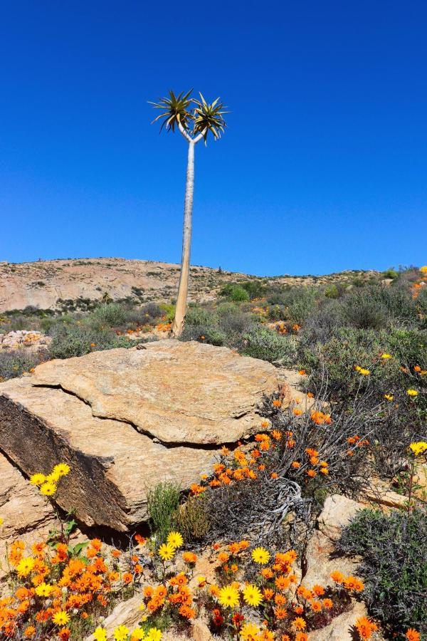 Droedap Guest Farm Villa Springbok